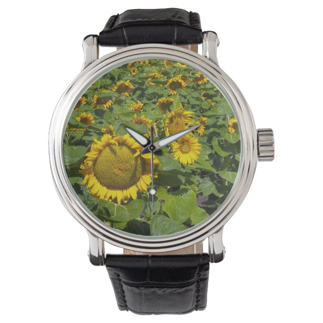 WA, Kittitas County, Sunflower Field Watch (Front)