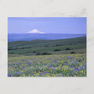 WA, Klickitat County, Dalles Mountain Ranch, Postcard
