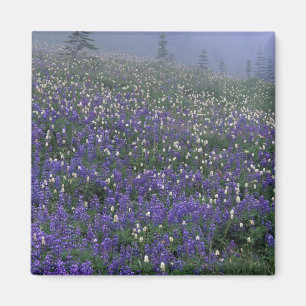 WA, Mt. Rainier NP, Lupine and Bistort meadow Magnet