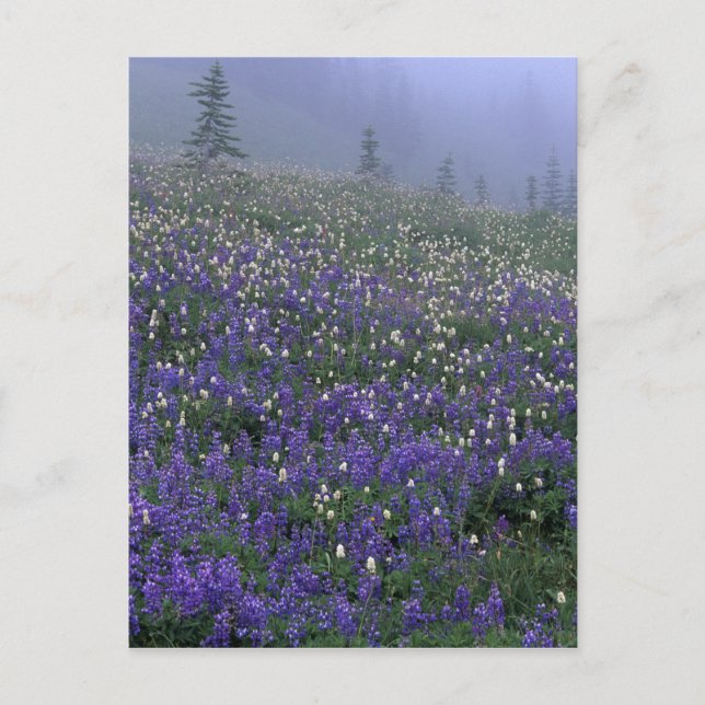 WA, Mt. Rainier NP, Lupine and Bistort meadow Postcard (Front)