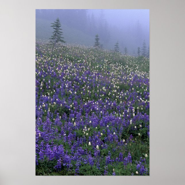 WA, Mt. Rainier NP, Lupine and Bistort meadow Poster (Front)