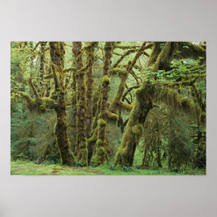 WA, Olympic NP, Hoh Rain Forest, Hall of Poster