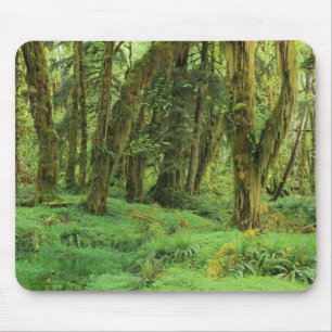 WA, Olympic NP, Quinault Rain Forest, moss Mouse Pad