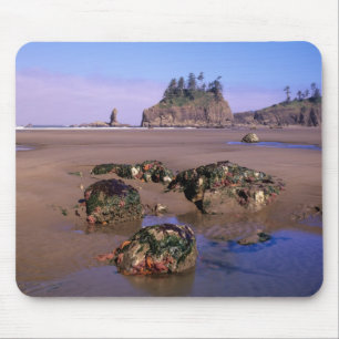 WA, Olympic NP, Second Beach with tidepools and Mouse Pad