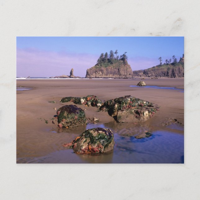 WA, Olympic NP, Second Beach with tidepools and Postcard (Front)