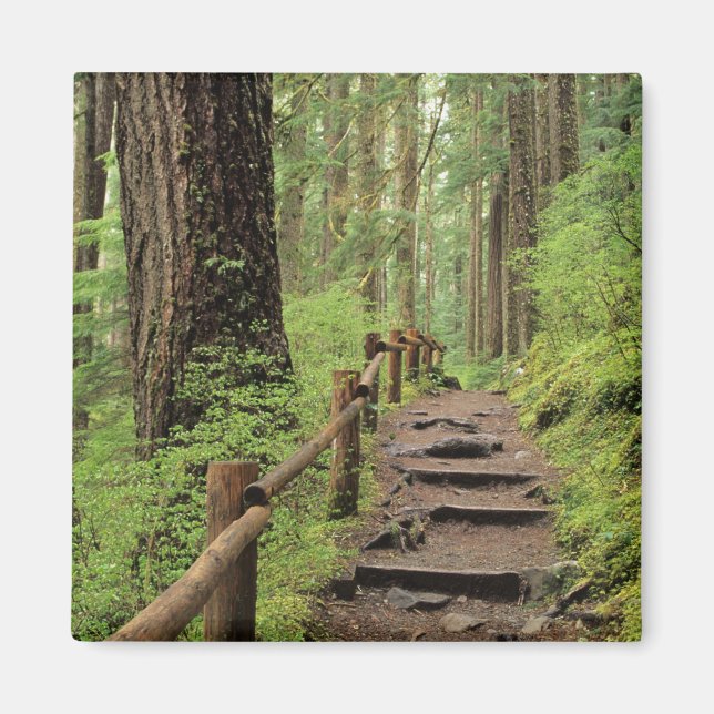 WA, Olympic NP, Sol Duc Valley, rainforest Magnet (Front)