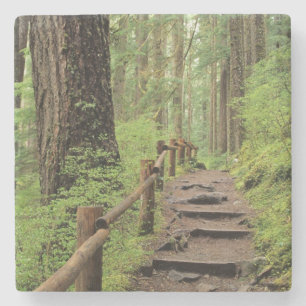WA, Olympic NP, Sol Duc Valley, rainforest Stone Coaster