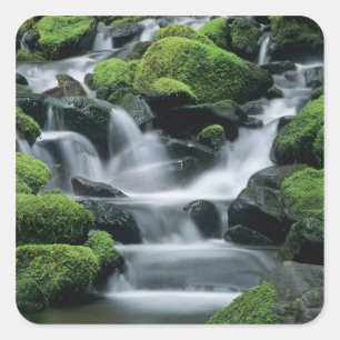 WA, Olympic NP, Sol Duc Valley, stream with Square Sticker