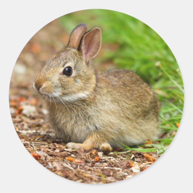 WA, Redmond, Eastern Cottontail baby rabbit Classic Round Sticker (Front)
