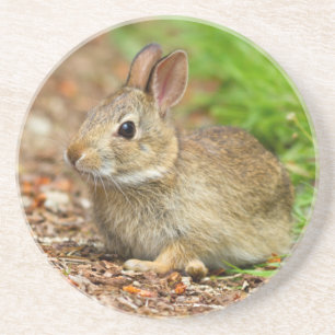 WA, Redmond, Eastern Cottontail baby rabbit Coaster
