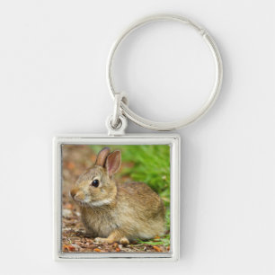 WA, Redmond, Eastern Cottontail baby rabbit Key Ring
