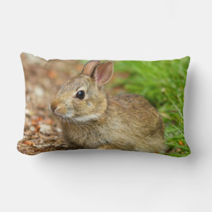 WA, Redmond, Eastern Cottontail baby rabbit Lumbar Cushion