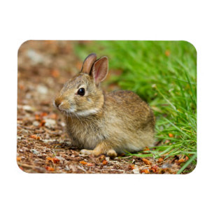 WA, Redmond, Eastern Cottontail baby rabbit Magnet