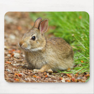 WA, Redmond, Eastern Cottontail baby rabbit Mouse Pad