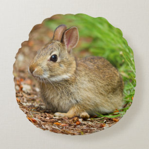 WA, Redmond, Eastern Cottontail baby rabbit Round Cushion