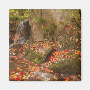 WA, Seattle, Washington Park Arboretum, Japanese Magnet