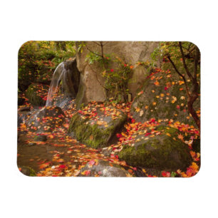 WA, Seattle, Washington Park Arboretum, Japanese Magnet
