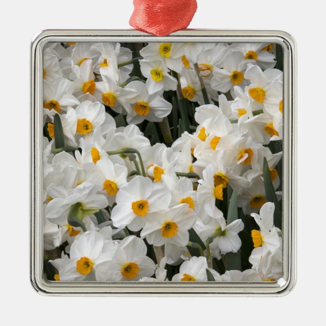 WA, Skagit Valley, Daffodil pattern Metal Tree Decoration (Front)