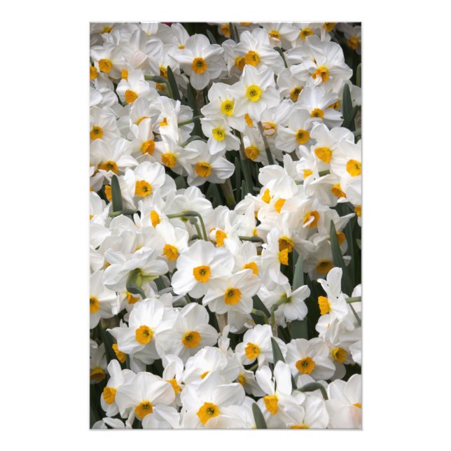WA, Skagit Valley, Daffodil pattern Photo Print (Front)