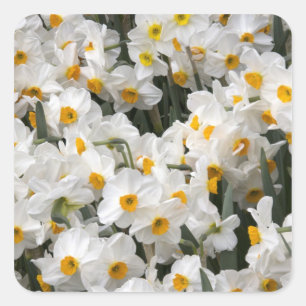 WA, Skagit Valley, Daffodil pattern Square Sticker