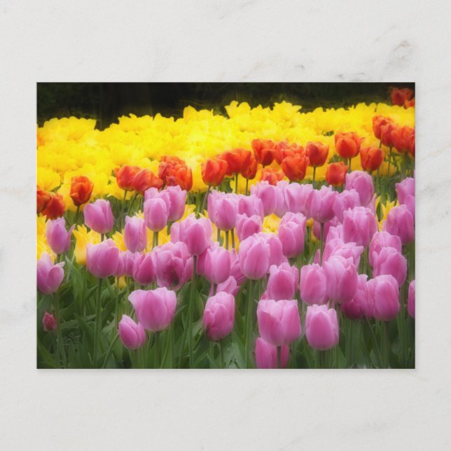 WA, Skagit Valley, Roozengaarde Tulip Garden, 2 Postcard (Front)