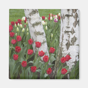 WA, Skagit Valley, Roozengaarde Tulip Garden Magnet
