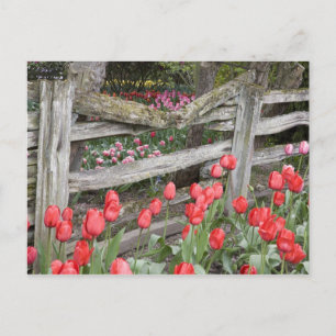 WA, Skagit Valley, Roozengaarde Tulip Garden, Postcard
