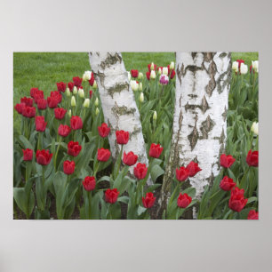 WA, Skagit Valley, Roozengaarde Tulip Garden Poster