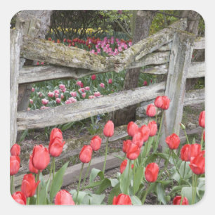 WA, Skagit Valley, Roozengaarde Tulip Garden, Square Sticker
