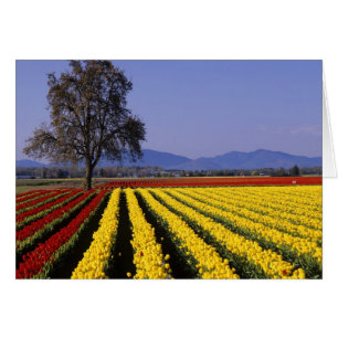 WA, Skagit Valley, Skagit Valley Tulip 2
