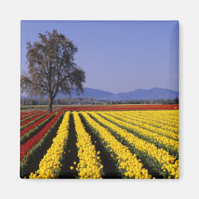 WA, Skagit Valley, Skagit Valley Tulip 2 Magnet (Front)