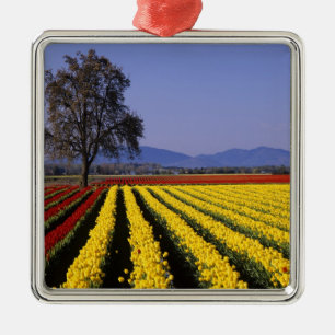 WA, Skagit Valley, Skagit Valley Tulip 2 Metal Ornament