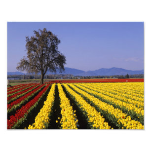 WA, Skagit Valley, Skagit Valley Tulip 2 Photo Print