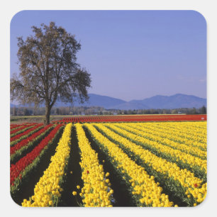 WA, Skagit Valley, Skagit Valley Tulip 2 Square Sticker