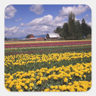 WA, Skagit Valley, Skagit Valley Tulip Square Sticker