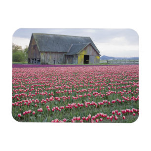 WA, Skagit Valley, Tulip Field and Barn Magnet