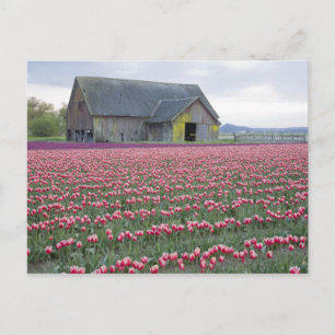 WA, Skagit Valley, Tulip Field and Barn Postcard