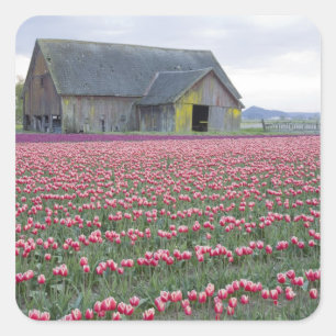 WA, Skagit Valley, Tulip Field and Barn Square Sticker