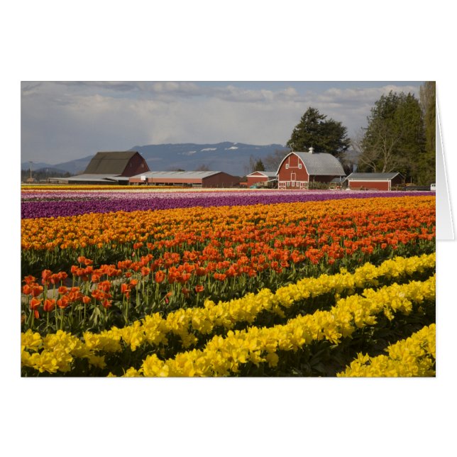 WA, Skagit Valley, Tulip fields in bloom, at (Front Horizontal)