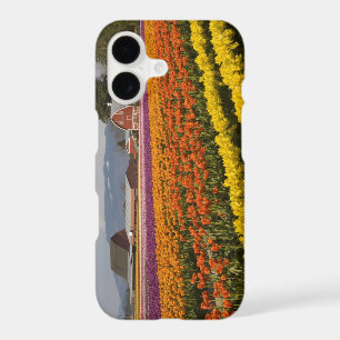 WA, Skagit Valley, Tulip fields in bloom, at