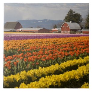 WA, Skagit Valley, Tulip fields in bloom, at Ceramic Tile