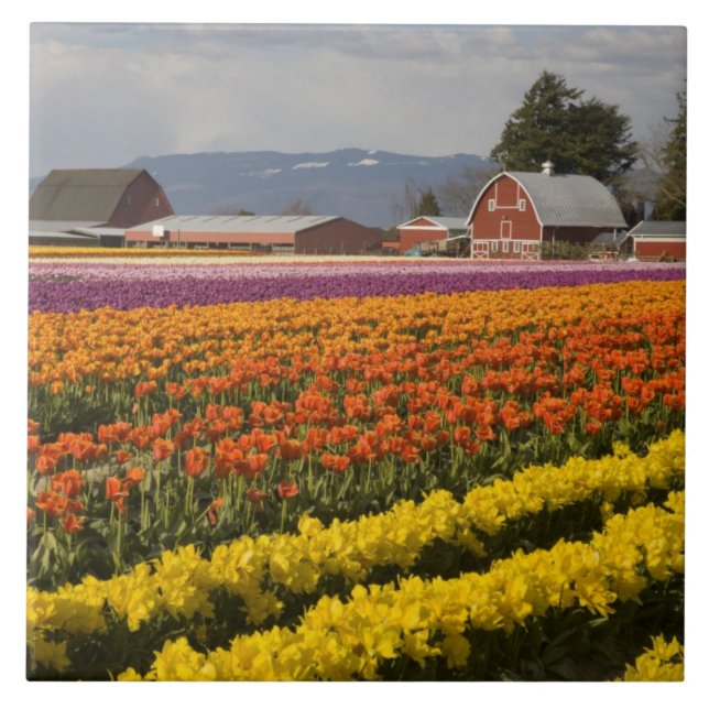 WA, Skagit Valley, Tulip fields in bloom, at Ceramic Tile (Front)