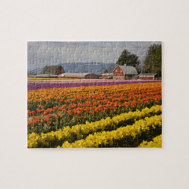 WA, Skagit Valley, Tulip fields in bloom, at Jigsaw Puzzle (Horizontal)