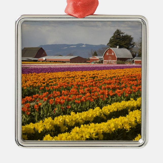 WA, Skagit Valley, Tulip fields in bloom, at Metal Ornament (Front)