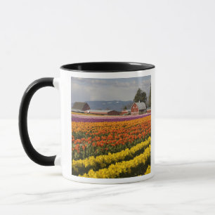 WA, Skagit Valley, Tulip fields in bloom, at Mug