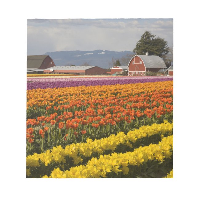 WA, Skagit Valley, Tulip fields in bloom, at Notepad (Front)