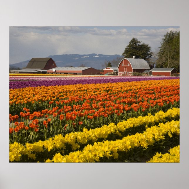 WA, Skagit Valley, Tulip fields in bloom, at Poster (Front)