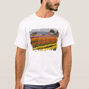 WA, Skagit Valley, Tulip fields in bloom, at T-Shirt