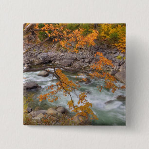WA, Wenatchee National Forest, Maple tree and 15 Cm Square Badge