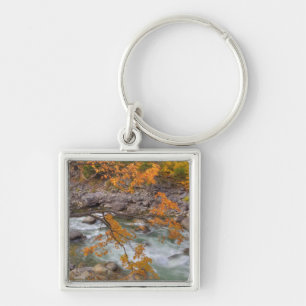 WA, Wenatchee National Forest, Maple tree and Key Ring